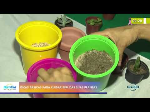 Dicas para cuidar bem de suas plantas 14 10 2020