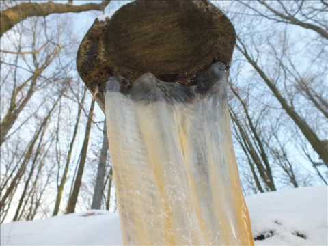 The Baltic Scots Live for today