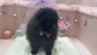 ポメラニアンの動画01