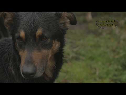Peludos por una vida digna - Realidad al desnudo