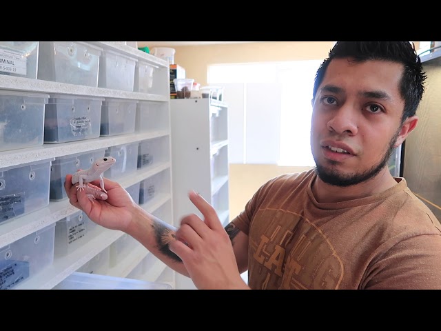 Vídeo relacionado con Collecta - Gecko Leopardo - Figura Coleccionable - Tamaño L - +3 (Deqube 90180043)