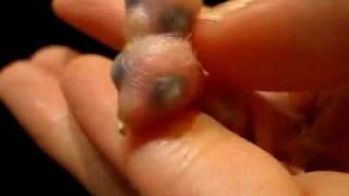 Baby's broken beak :(