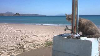 preview picture of video 'A thirsty cat drinking water, Kefalos, Kos Island | Summer Promotion Video 2015'