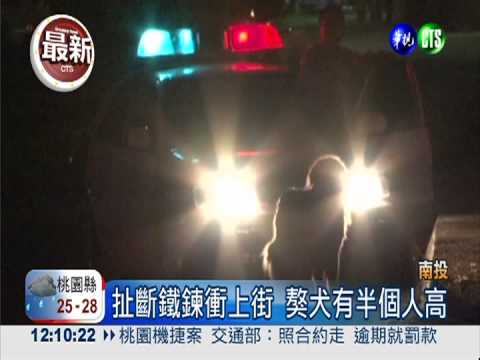 獸性發扯斷鐵鍊 獒犬狂咬婦人腿