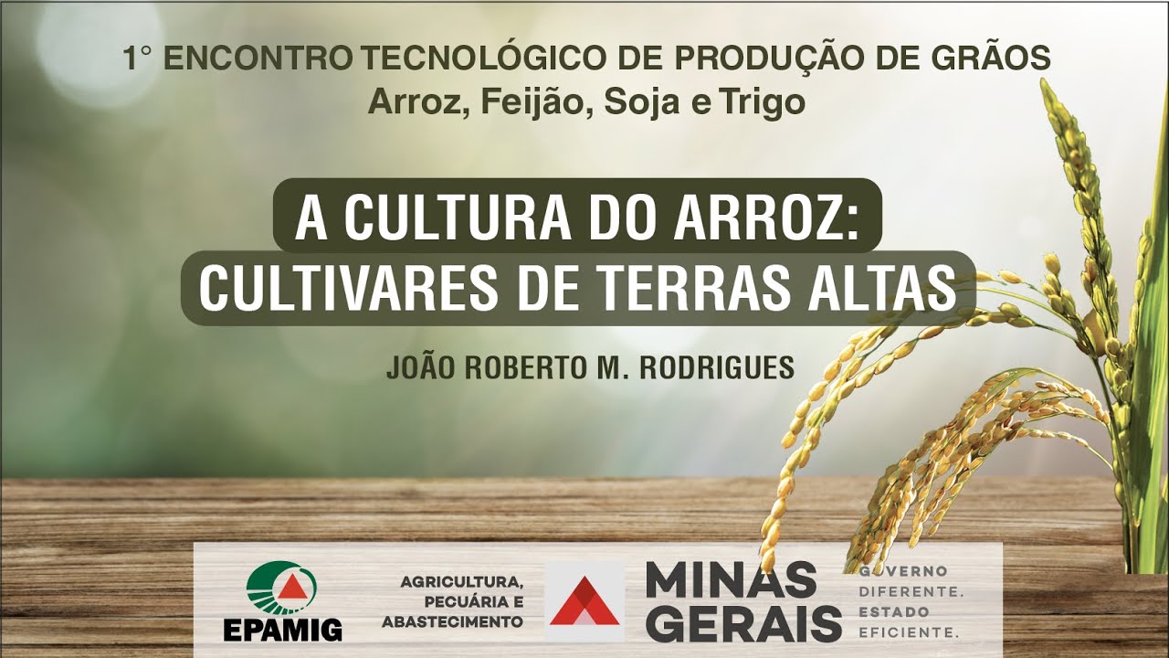A cultura do arroz: cultivares de terras altas