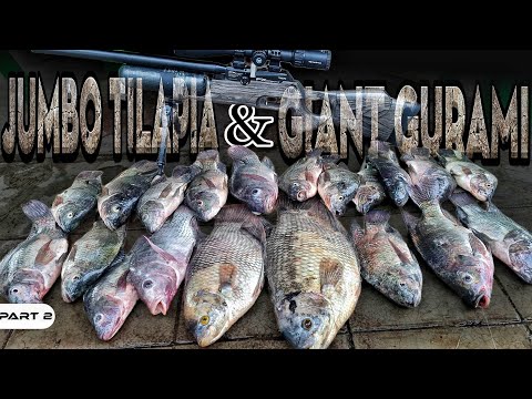 P2-Jumbo Tilapia and Giant Gourami - EP1013