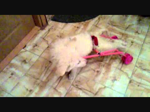 LUCKY with the Wheelchair