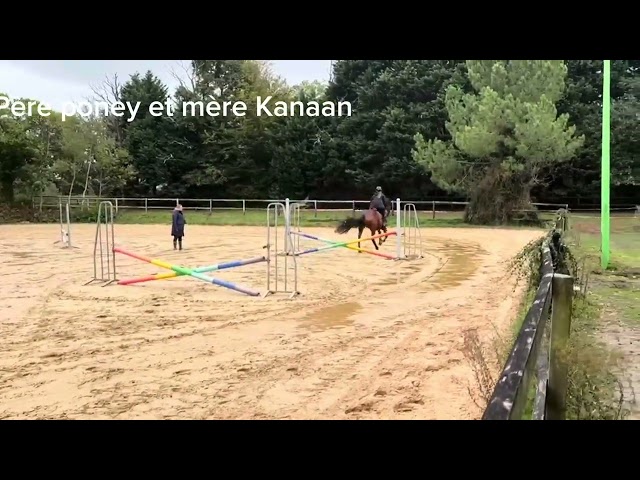 Jument 3 ans 1m60 