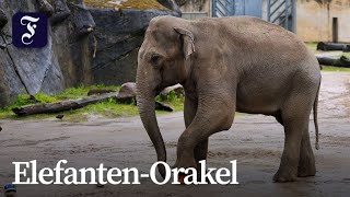 „Tarak" tippt auf Deutschland gegen Elfenbeinküste