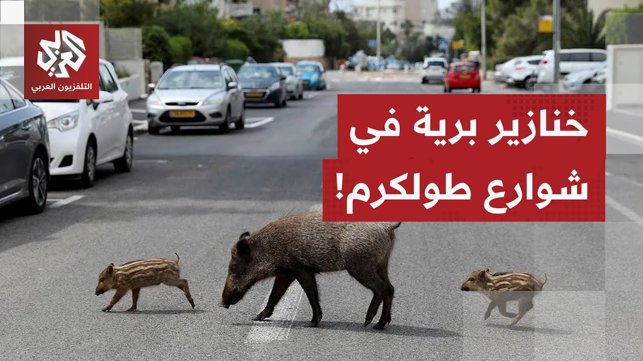 جيش الاحتلال يطلق خنازير برية داخل مخيم نور شمس في طولكرم