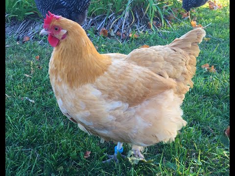 Buff Orpington — britské plemeno