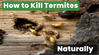 How to Kill Termites Naturally Without Harmful Chemicals!