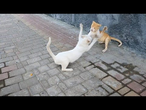 Angry White Cat Attacks All Cats To Keep Them Away.