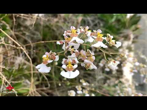 OrchidWeb - Tolumnia variegata