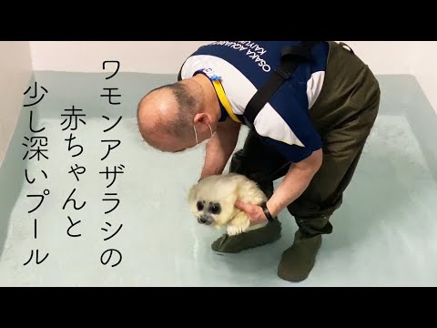 A Baby Seal's First Swim in a Pool - Adorable!