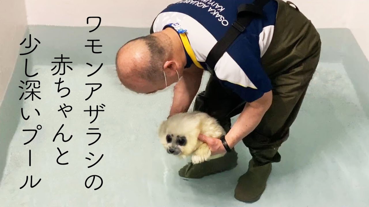 【海遊館】ワモンアザラシの赤ちゃんとちょっと広いプール（2021.5.6）
