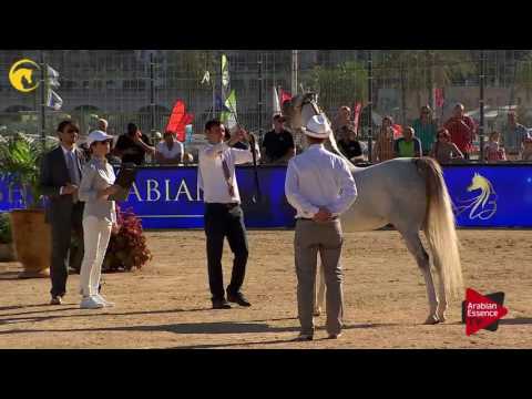 N.60 ELAN DE MARC KA - MENTON 2017 - Mares 4 to 6 years old (Class 4)