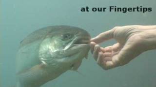 preview picture of video 'Steelhead hand feeding - We have the Great Lakes at our fingertips Gregory A.D.'
