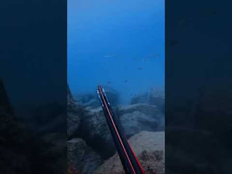 CECCHINO ROISUB - Olivier R. 02