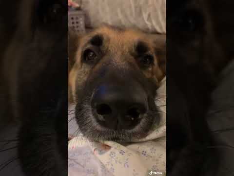 #shorts Boop if you must ♥️