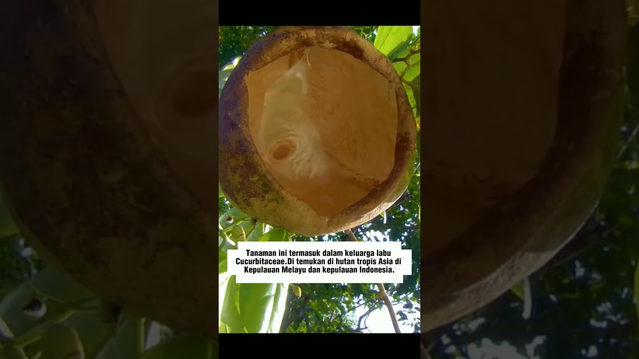 Alsomitra Macrocarpa #cucumber #plants #plant #java #jungle #seeds #distribution #shortvideo #shorts