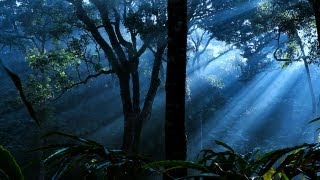 A Misty Morning At Idukki Hill Station in Kerala
