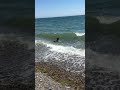Surfing Dog