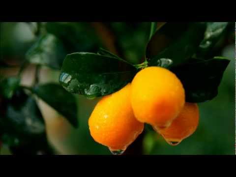 Cytrusy na www.wloskierosliny.pl