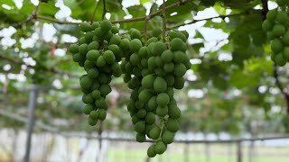 珠圓玉潤/彰化埔心葡萄園