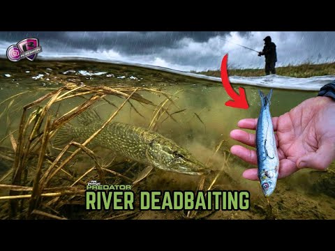 BAD WEATHER DEADBAITING: Catching Pike When Others Stay Home! | Pike Fishing With Ben Humber