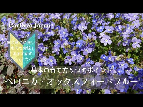 ベロニカ・プロストラータ「ミセス・ホルト」の花