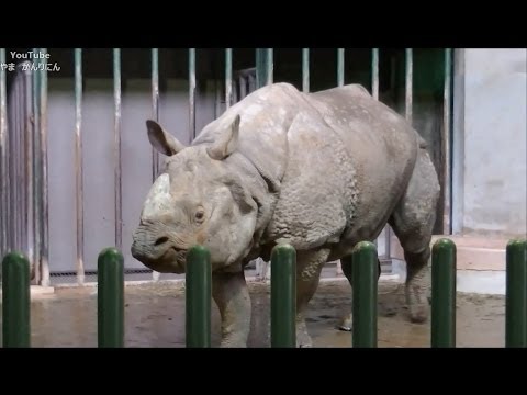 サイ:種類、特徴、生息地 -