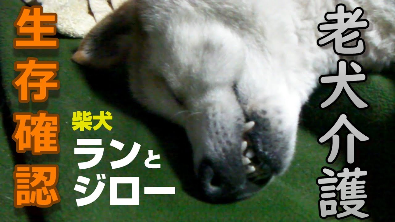 【2/9ラン永眠】　老犬介護【柴犬ジローラン】生存確認