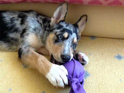 Siberian husky blue merle collie mix Loki loves his Kong Wubba!