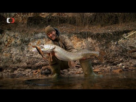 Štika z Nechranické přehrady.Vágner ulovil Nechranického krokodýla
