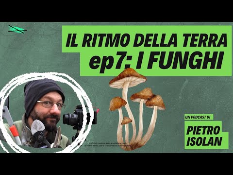 I FUNGHI - il ritmo della terra coltivare è pop! - ep 7