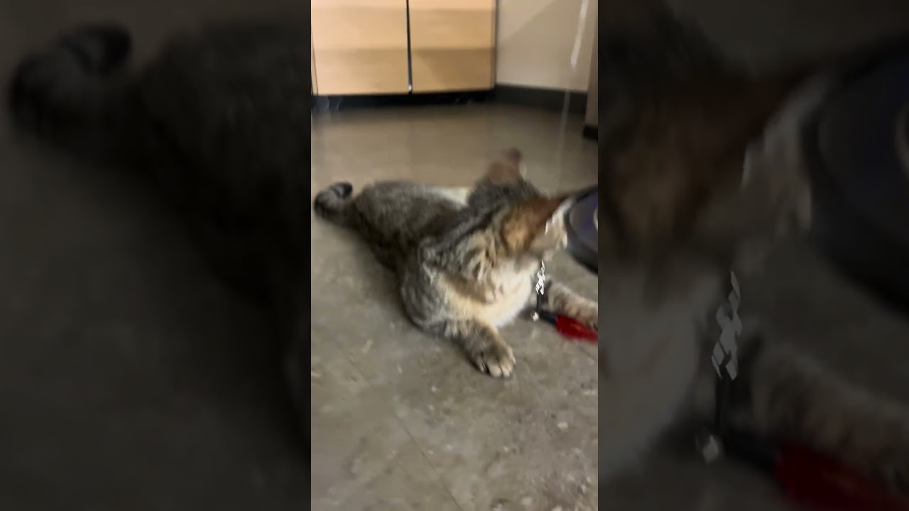 Enlarge Leon, an adopted Tabby in Los Angeles, CA video 4/5