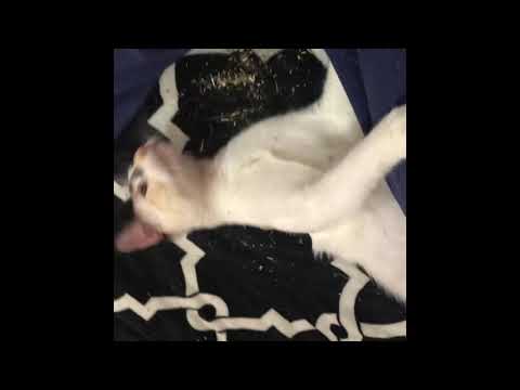 Mi gatita Auri conoce el cat Nip