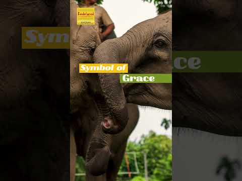 The GENTLE GIANTS of Bodoland | Bodoland Tourism