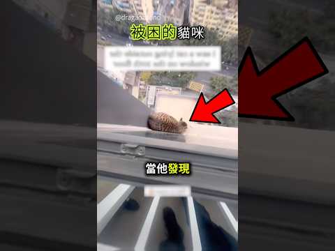 困在窗台上的貓咪🐱🤯 #shorts