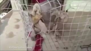 Mystery creature chews through cage - Mythical El Chupacabra Finally Captured and Taped