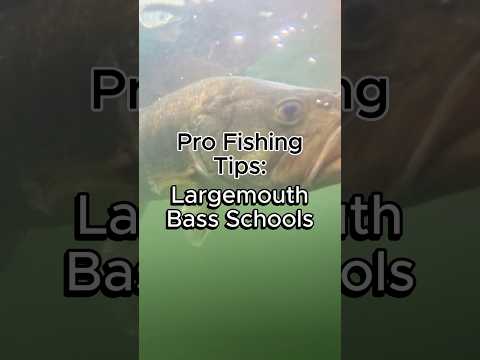 Bass Schooling Behavior Explained #fishing #bassfishing #largemouthbass #fishingtips