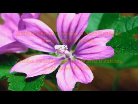 Floriśică-ntuńecată - Slobodan Marković- Bâz