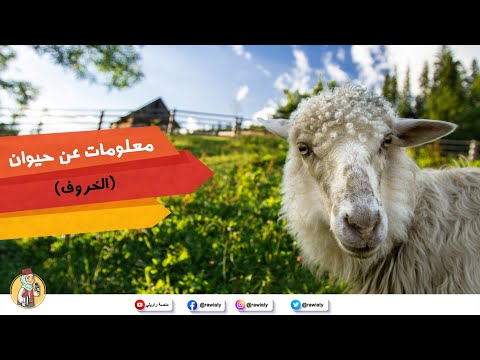 فيديو تعليمي