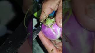 Download lagu Fresh Turnip Salad  from  my Garden mp3