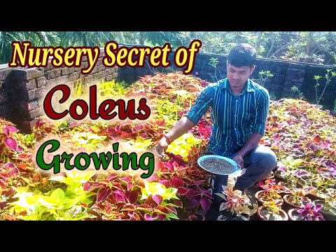 , title : 'Nursery Secret of Coleus Growing. Cutting , pinching , propagation and Fertigation