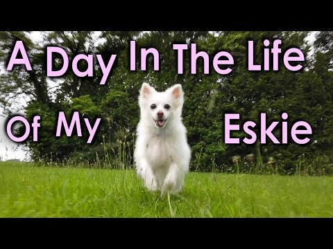 A Day In The Life Of My Eskie