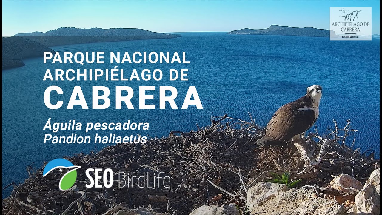 Live webcam view of Cabrera Osprey Nest Cam