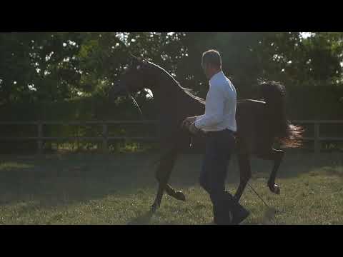 ⭐ AZIZA AARMAANI ⭐  (LF Aarmaan Vittorio x Monira Bint Amir) - STC AUCTION 2022