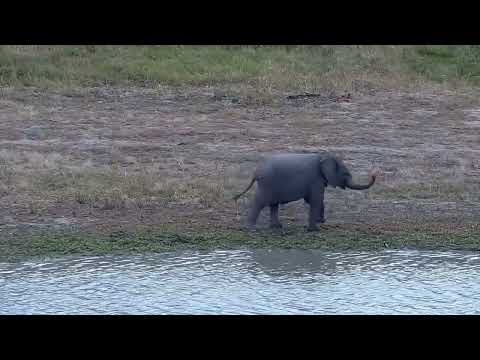 Djuma: Elephant calf picking on Blacksmith Lapwings - 11:32 - 03/09/2022